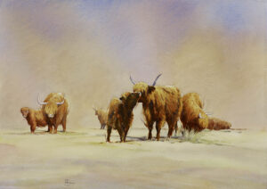 Highland Cows