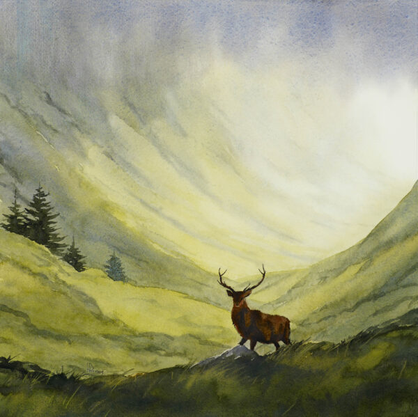 Spring Stag