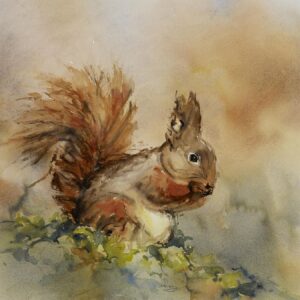 Red Squirrel