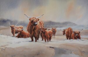 Highland Coos